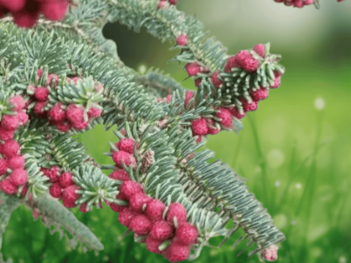 5 Seeds Abies pinsapo Glauca Blue Spanish Fir