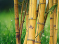 50 Seeds Hawaiian Gold Bamboo Tropical Ornamental Golden Culms Clumping Fast Growing Easy Grow Patio Garden Landscape