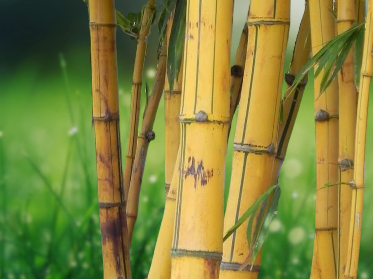 50 Seeds Hawaiian Gold Bamboo Tropical Ornamental Golden Culms Clumping Fast Growing Easy Grow Patio Garden Landscape
