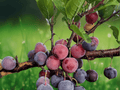 5 Seeds Prunus maritima (Beach Plum) – Hardy Coastal Fruit Shrub