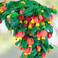 Abutilon Chinese Lantern Plug – Live Flowering Plant Starter – Easy to Grow Indoor/Outdoor Garden Plant - Abutilon megapotamicum