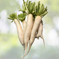 Daikon Radish Seeds 200+ Seeds Japanese Minowase Chinese White Radish Luo Bo Raphanus sativus