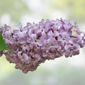 White Lilac Seeds for Planting | 100+ Fragrant Syringa vulgaris Seeds | Garden Flowering Planting Seeds