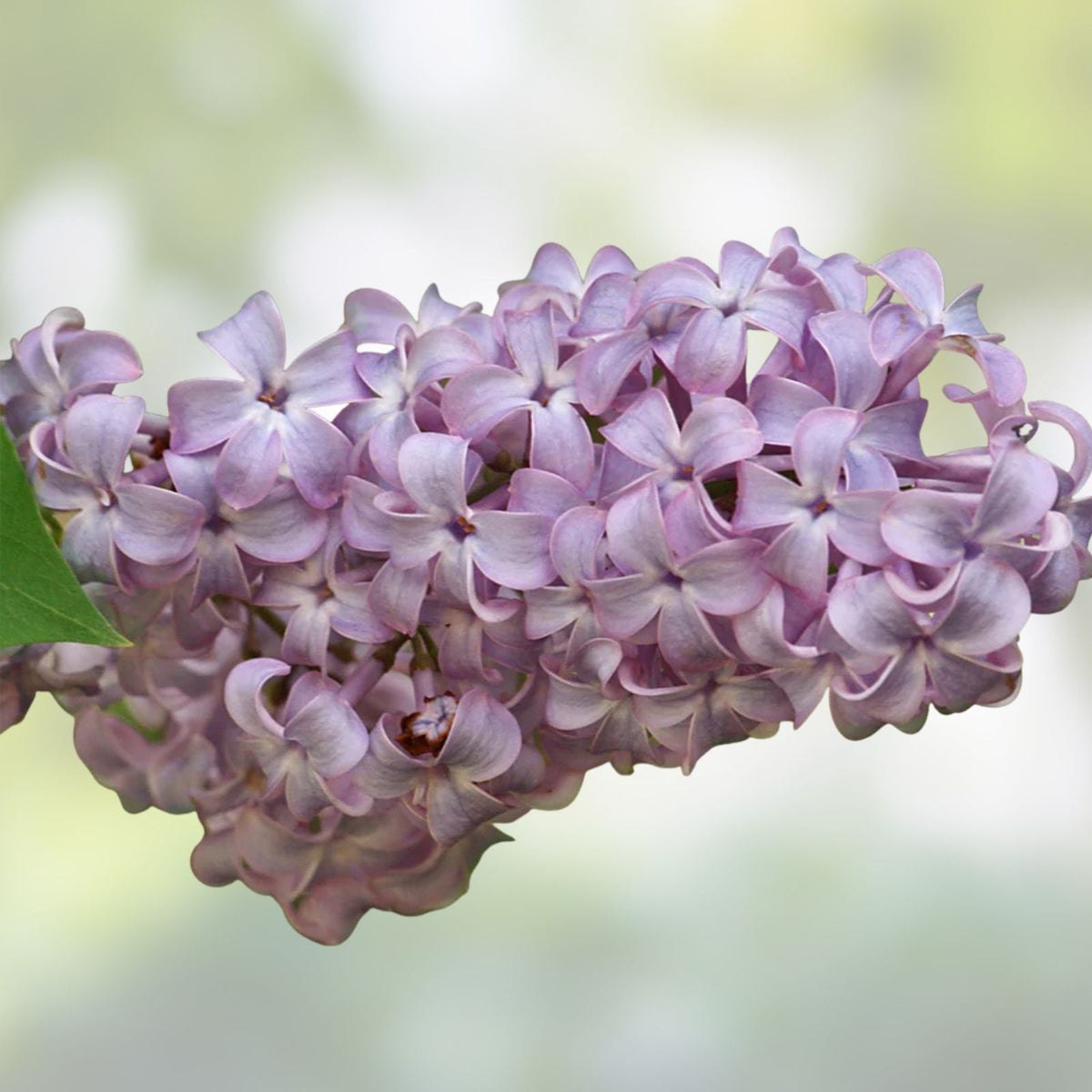 White Lilac Seeds for Planting | 100+ Fragrant Syringa vulgaris Seeds | Garden Flowering Planting Seeds