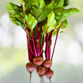 Beet Seeds 100 Count Ruby Queen Heirloom Non-GMO AAS Award Winner Beta vulgaris
