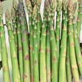 Jersey Knight Live Asparagus Bare Root Plants – 2-Year Crowns, Easy to Grow Perennial Vegetable, Asparagus officinalis