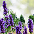 Agastache 'Blue Boa' Live Plant Plug - Well-Rooted Hummingbird Mint - Perennial Herb for Pollinators - Agastache spp.