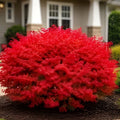 Burning Bush Shrub 16" Live Bare Root Plant Euonymus alatus with Vibrant Fall Foliage, Hardy in Zones 4-8