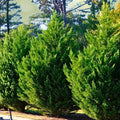Leyland Cypress Tree Cuttings 60 Pack Fast Growing Evergreen Cupressus × leylandii