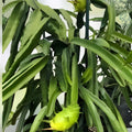 Palora Yellow Dragon Fruit Plant - Rooted & Sprouted, Self-Pollinating, Hylocereus megalanthus, 8-10 inches tall