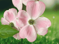 5 Seeds Evergreen Dogwood Cornus capitata angustata Ornamental Tree