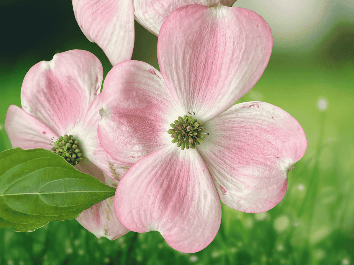 5 Seeds Evergreen Dogwood Cornus capitata angustata Ornamental Tree
