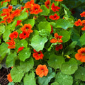 Dwarf Jewel Mix Nasturtium Seeds - Colorful Blooming Vine for Planting - Tropaeolum majus