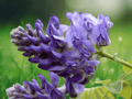 5 Seeds American Wisteria Wisteria frutescens Purple Flowering Climbing Vine
