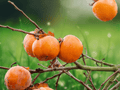 1 American Persimmon Tree Live Plant 12 Inches Diospyros Virginiana Native Bare Root
