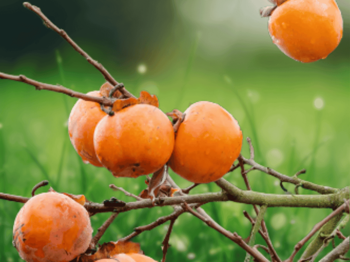 1 American Persimmon Tree Live Plant 12 Inches Diospyros Virginiana Native Bare Root