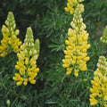 Lupine Seeds 20+ Golden Yellow Variety, Beautiful Flowers, Lupinus polyphyllus, Perennial Flower Seeds for Garden Planting