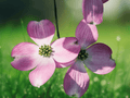5 Seeds Cornus florida (Pink Flowering Dogwood) Deciduous Tree