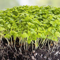Bulk Celery Seeds 10,000+ Microgreen Vegetable Seeds for Sprouting and Planting - Apium graveolens