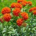 Butterfly Flower Seeds Angel Wings Mix 30 Seeds Pollinator Plants for Gardens Asclepias tuberosa