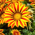 Gazania Plant in 4-Inch Pot - Yellow and Red Flowers, Fully Established Roots (Gazania rigens)