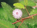 50 Seeds Sensitive Plant Touch Me Not Mimosa pudica