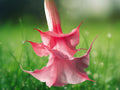 10 Seeds Bubble Gum Angel Trumpet Brugmansia Hybrid Pink Blooms Fragrant Tropical Flower Tree Easy Grow Patio Garden Plant