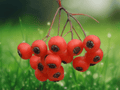 1 Live Plant Washington Hawthorn Crataegus phaenopyrum 1 Year Old Tree 6 Inch Tall