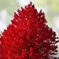 Red Maple Seedlings 2-Pack, Acer rubrum, Fast Growing Hardy Shade Trees for Southern Alabama