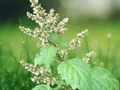 5 Seeds Indian Patchouli Pogostemon heyneanus Herb Aromatic Plant