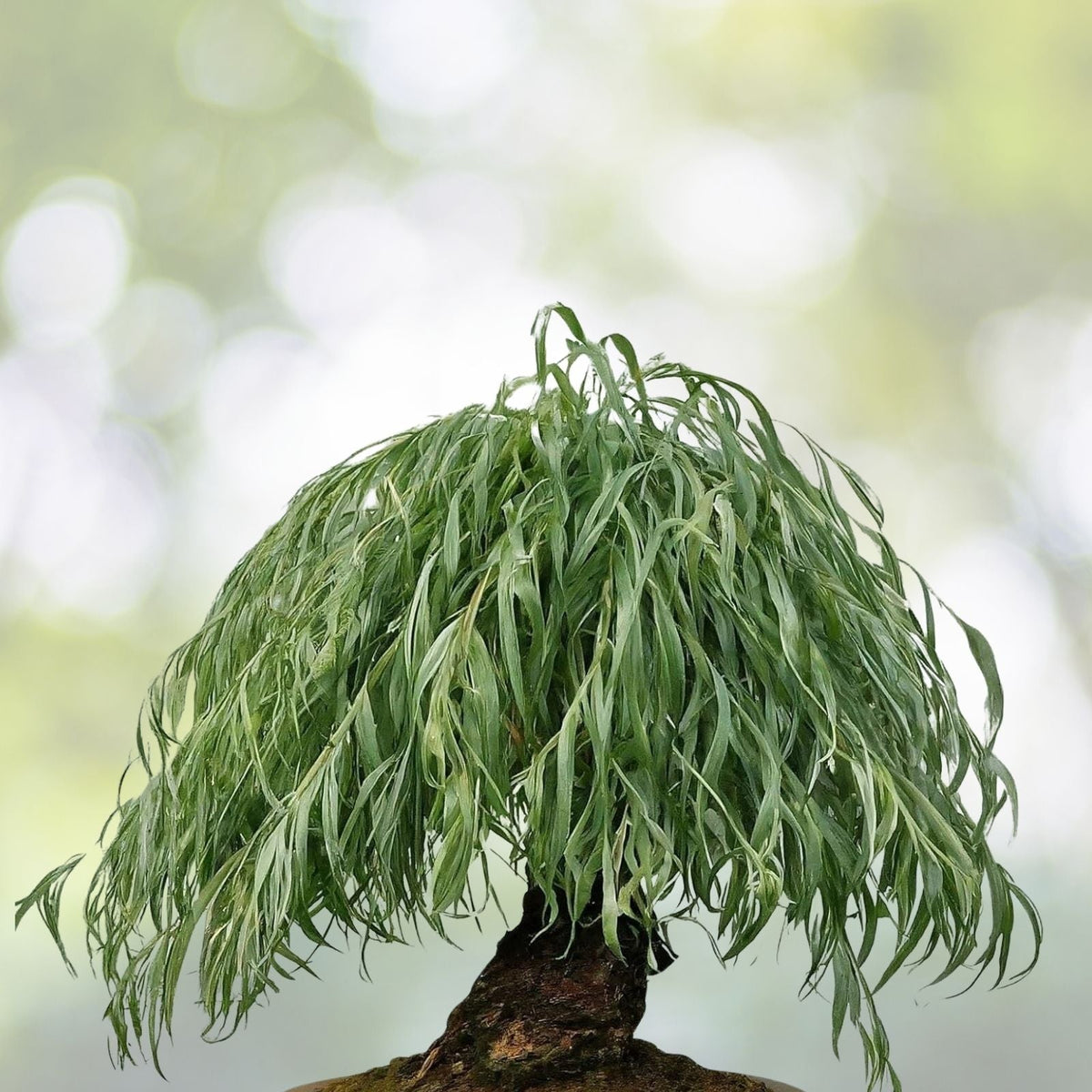 Anna's Weeping Willow Bonsai Tree Cutting - Attractive Gold Bark - Salix babylonica
