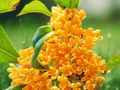 1 Live Plant Apricot Echo Orange Tea Olive Osmanthus Starter Plant