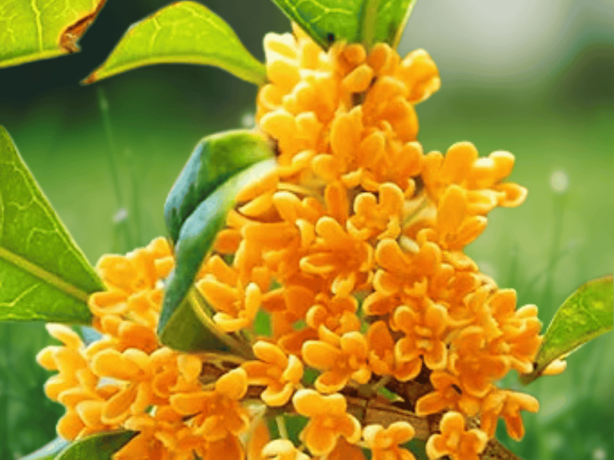 1 Live Plant Apricot Echo Orange Tea Olive Osmanthus Starter Plant