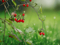 10 Seeds Solanum trilobatum Climbing Nightshade Fruit Plant
