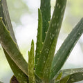 Aloe Vera Plant | Medicinal Air Purifier | Drought-Tolerant Succulent | Aloe barbadensis miller