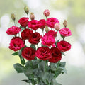 Raspberry Dalliance Lisianthus Seeds 125-5000 Non-GMO Heirloom Flower Seeds Eustoma grandiflorum