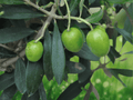 15 Seeds Common Olive Tree Olea Europaea Hardy Evergreen Fruit Tree