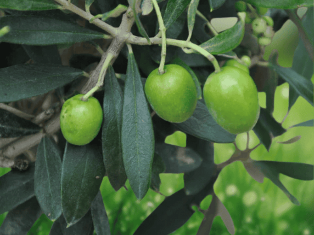 15 Seeds Common Olive Tree Olea Europaea Hardy Evergreen Fruit Tree