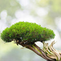 Thuja Evergreen Bonsai Tree Seeds - Western Red Cedar - 30 Seeds - Thuja plicata