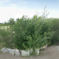 100 Hybrid Aussie Willow Tree Cuttings - Fast Growing Tree - Salix x fragilis