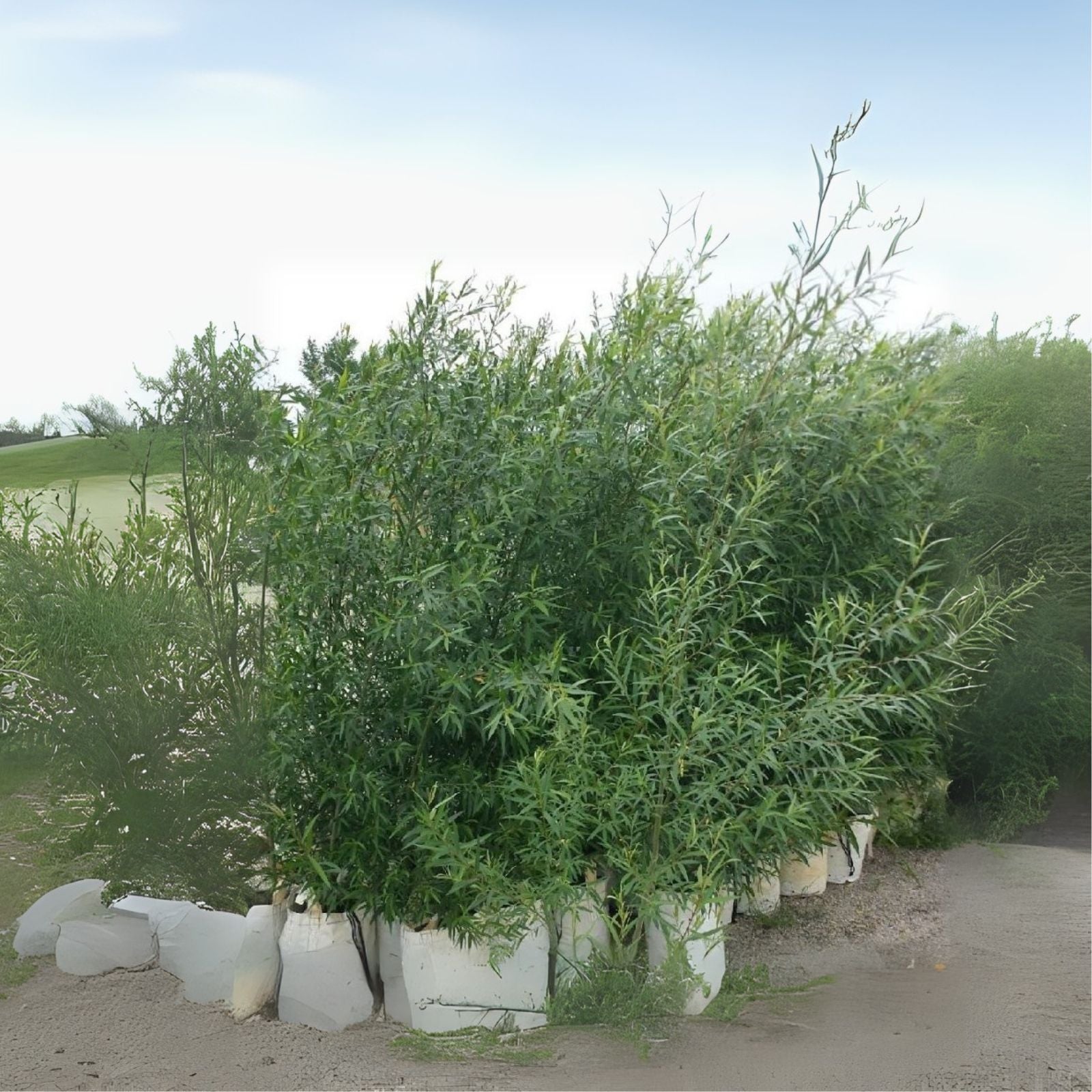 100 Hybrid Aussie Willow Tree Cuttings - Fast Growing Tree - Salix x fragilis