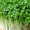 Alfalfa Microgreen Seeds 1,000 Count - Healthy Microgreens for Sprouting - Medicago sativa