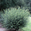 2 Basket Willow Bush Cuttings - Salix purpurea - Ideal for Wreaths and Crafts - Prized Branches for Will Making