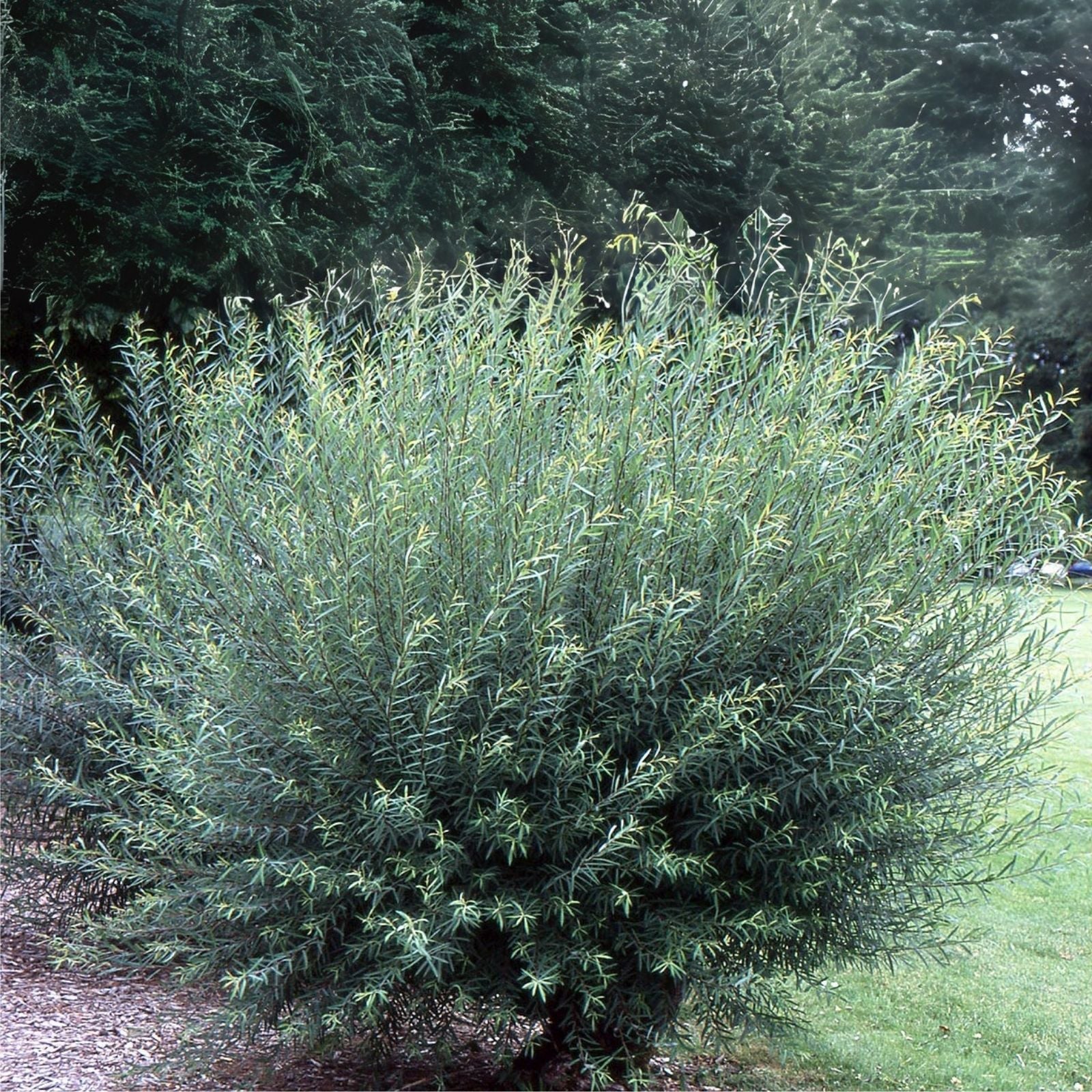 2 Basket Willow Bush Cuttings - Salix purpurea - Ideal for Wreaths and Crafts - Prized Branches for Will Making