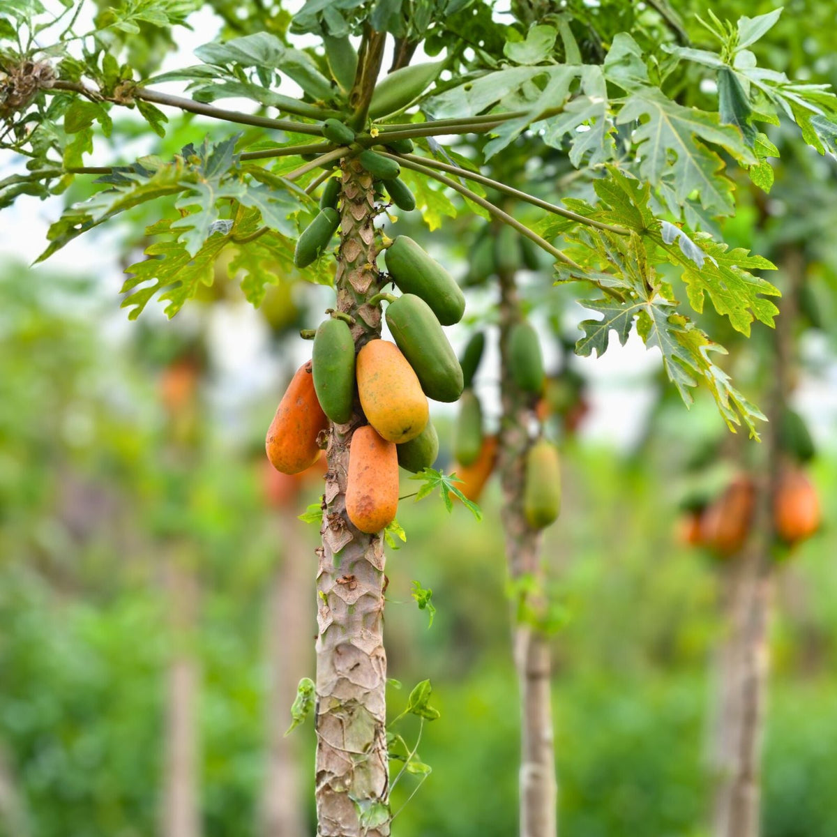 Maradol Papaya Seeds 25+ Sweet Tropical Juicy Edible Carica papaya Fast-Growing
