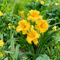 Perennial Stella De Oro Daylily Live Plant 6 Pack, Yellow Hemerocallis, Reblooming, Drought Tolerant, Bare Root, Outdoor Garden