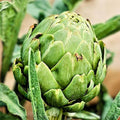 Artichoke Seeds 500 Count Green Globe Heirloom Non-GMO Cynara scolymus Vegetable Seeds for Gardening