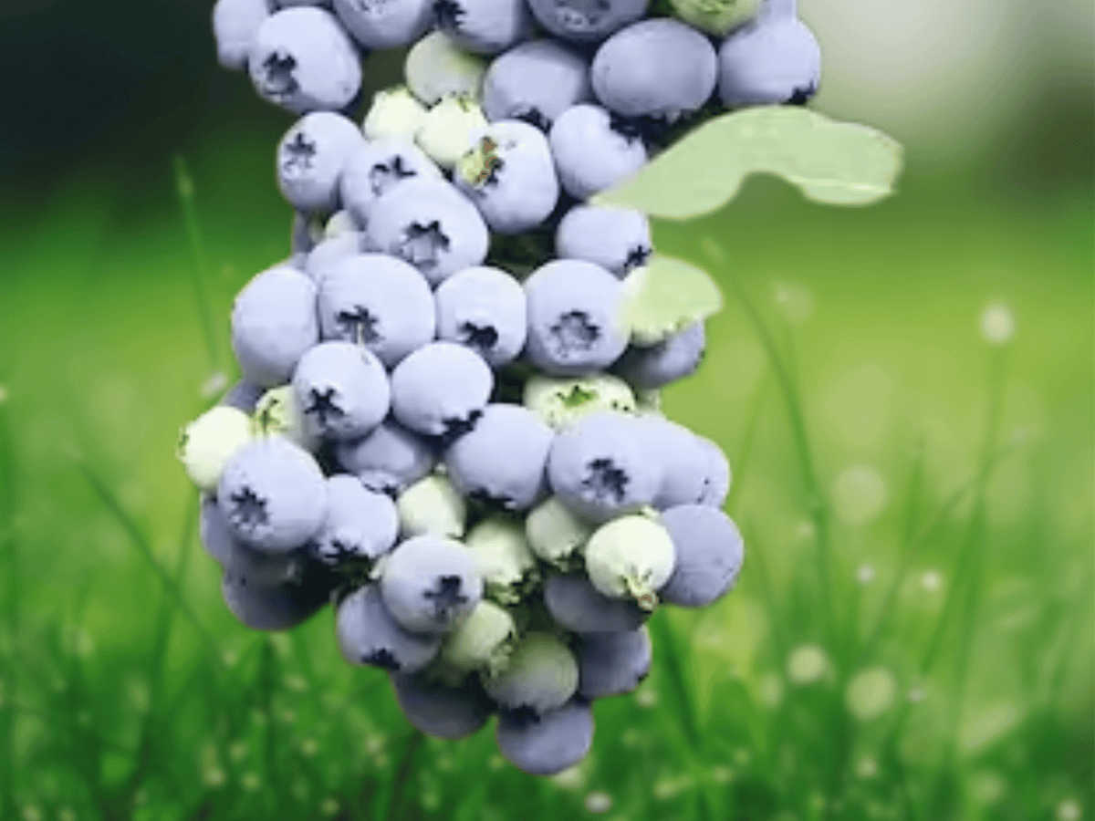 5 Plant Plugs Emerald Blueberry Vaccinium corymbosum Starter Plants