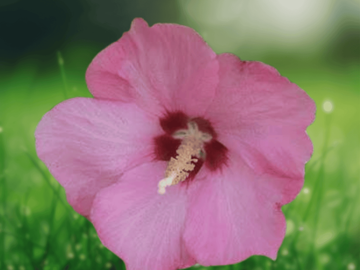 1 Live Plant Aphrodite Hibiscus Rose of Sharon Althea 1 QT