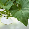 Bennings Green Tint Summer Squash Seeds | Non-GMO Heirloom Vegetable Seeds | Cucurbita pepo